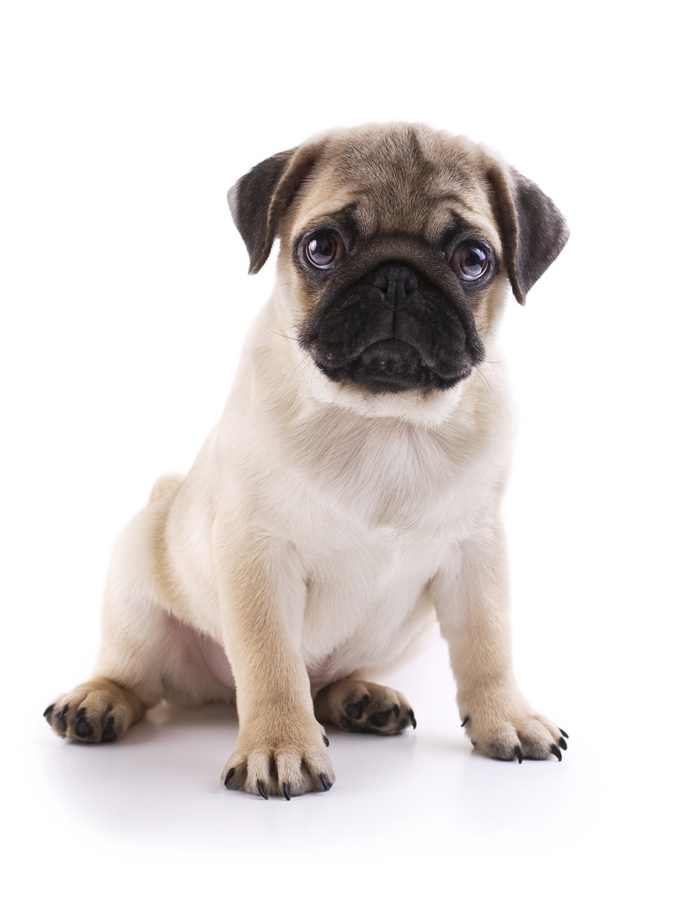 Kleiner Mops 10 - 25kg